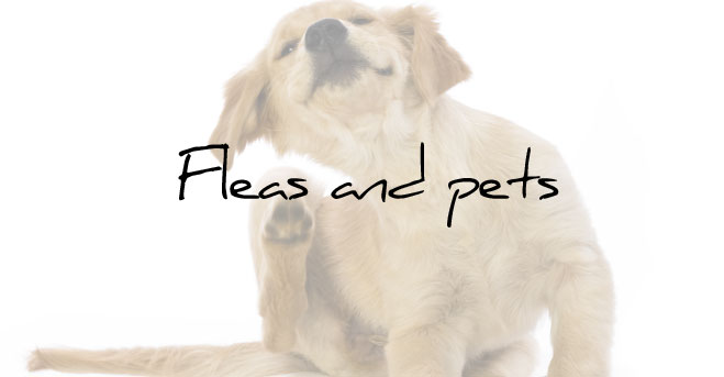 Fleas and Pets