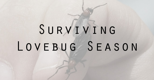 Surviving Lovebug Season