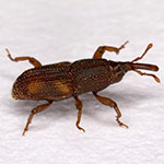 Granery Weevil