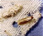 Clothes Moth Pests
