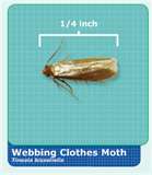 What Clothes Moth Pests Look Like - Advantage Pest Control